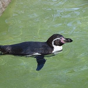 Humboldt penguin (Spheniscus humboldti)