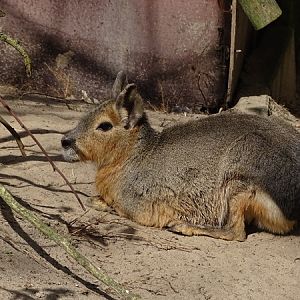 Patagonian mara (Dolichotis patagonum)