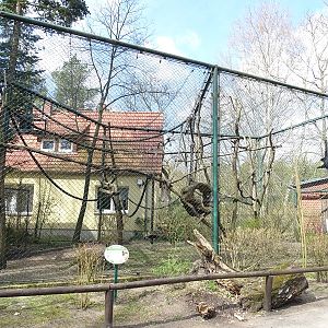 Gibbon enclosure