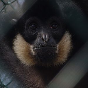 Red-cheeked gibbon (Nomascus gabriellae)