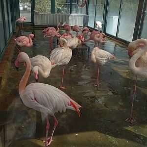 Flamingo indoor enclosure