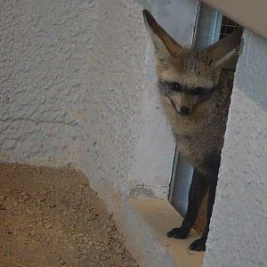 Bat-Eared Fox - Heart of Africa