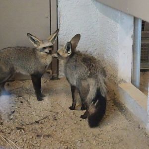 Bat-Eared Foxes - Heart of Africa