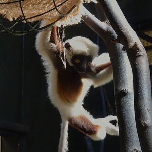 Coquerel’s sifaka baby