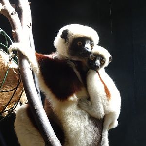 Coquerel’s sifaka mother and baby