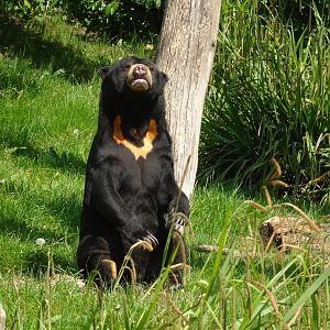 Sun Bear
