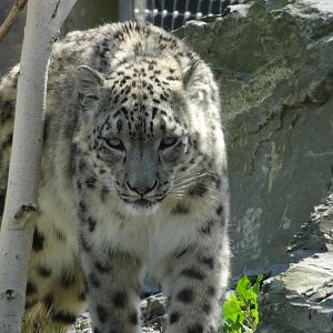 Snow Leopard