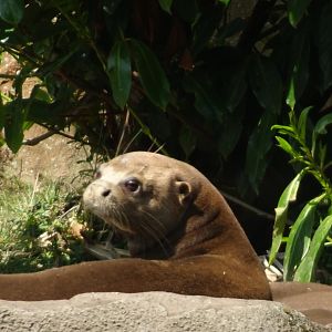 Giant Otter