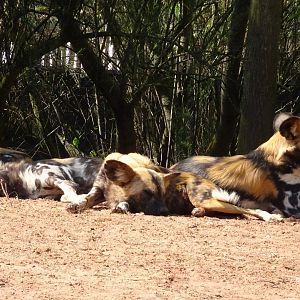 African Wild Dogs