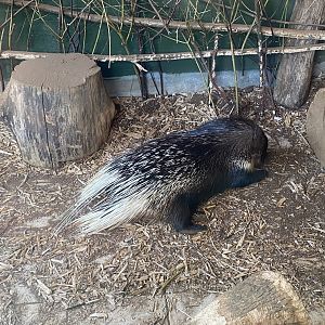 Cape/Crested porcupine 090525
