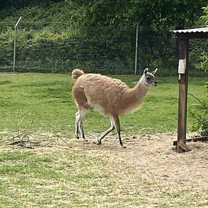 Guanaco 090525