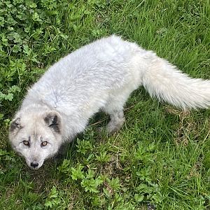 Arctic fox 090525