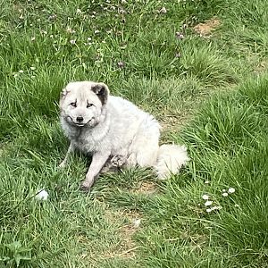 Arctic fox 090525