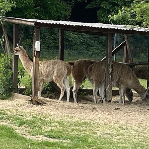 Guanacos 090525