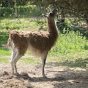 Guanaco 090525