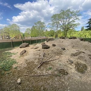Black-tailed prairie dog enclosure 090525