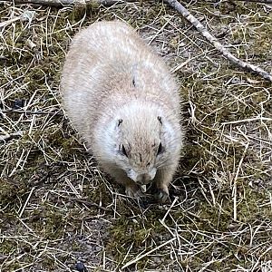 Black-tailed prairie dog 090525