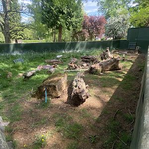 Brazilian Guineapig enclosure 090525
