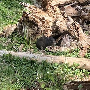 Brazilian guineapigs 090525