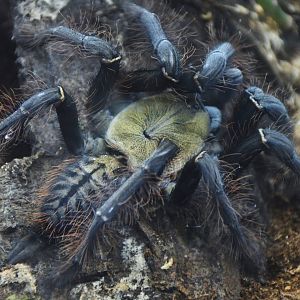 Singapore Blue Tarantula (Omothymus violaceopes)