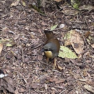 Rufous-vented laughingthrush 090525