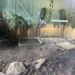 Red-footed tortoise enclosure 090525