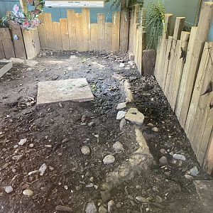 Red-footed tortoise enclosure 090525