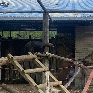 Tayra enclosure no.1 090525