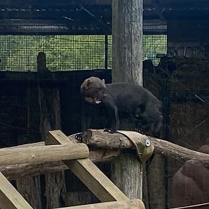 Tayra 090525