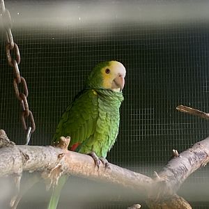 Yellow-shouldered amazon 090525