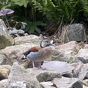 Ringed teal 090525