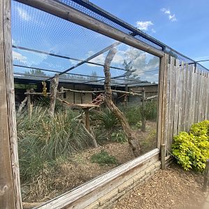 Tayra enclosure no.2 090525