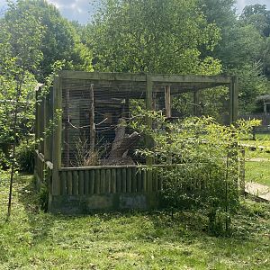 Crimson-bellied parakeet aviary 090525