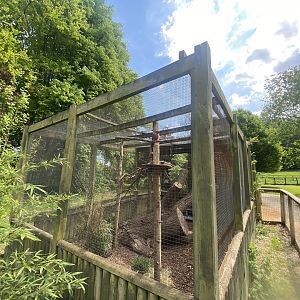 Crimson-bellied parakeet aviary 090525