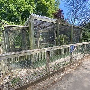 Timneh parrot aviary 090525