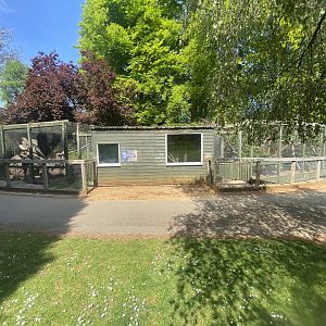 Common genet enclosure 090525