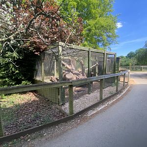 Common genet enclosure 090525