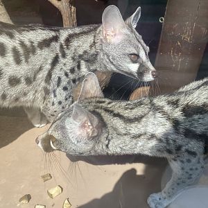Common genets 090525