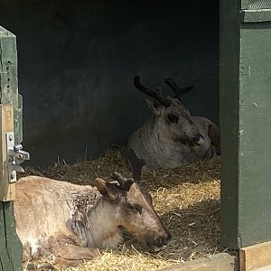 Domestic reindeer 090525