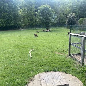 Cameroon sheep enclosure 090525