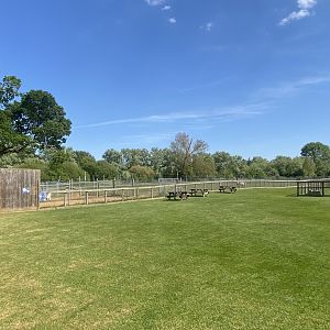 Plains zebra enclosure 090525