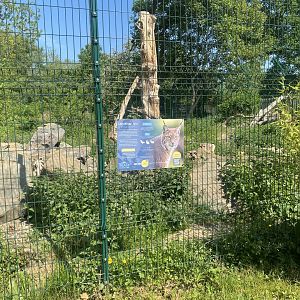 Carpathian lynx enclosure 090525