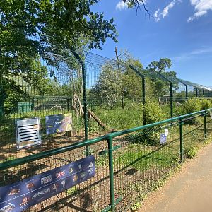 Carpathian lynx enclosure 090525