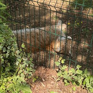 Carpathian lynx 090525