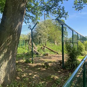 Carpathian lynx enclosure 090525