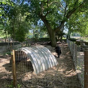 Central European wild boar enclosure 090525