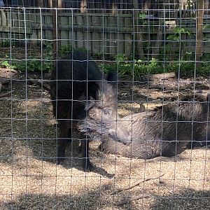 Central European wild boar 090525