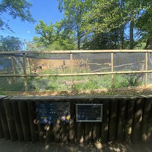 Scottish wildcat enclosure 090525