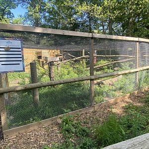 Scottish wildcat enclosure 090525