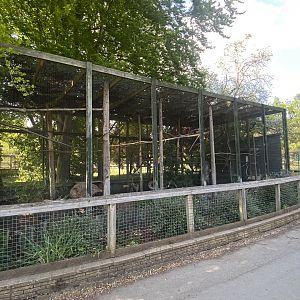Red-and-green macaw aviary 090525
